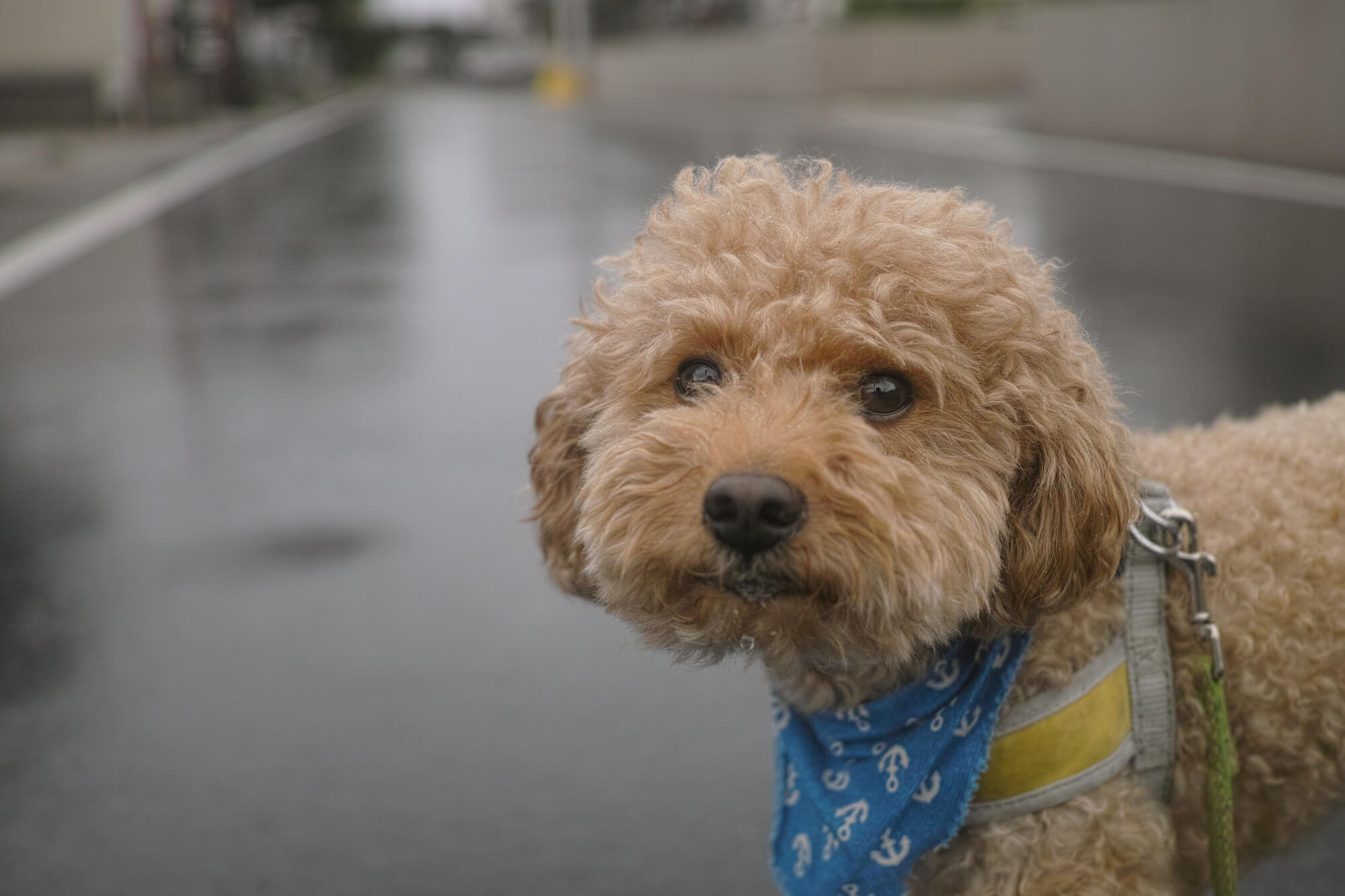 横浜の室内ドッグランで雨の日も愛犬と素敵な思い出を作ろう！